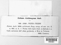 Peziza neesii image